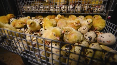 Newborn hatched quail Chicks close up in an incubator Stock-Footage 143354574