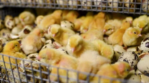 Newborn hatched quail Chicks close up in an incubator Stock-Footage 171995680