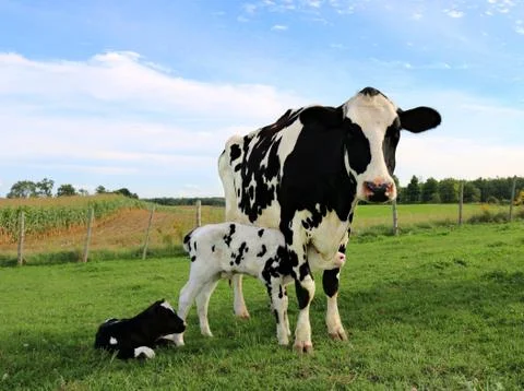 Newborn Holstein calf snuggles under mom on pasture Stock Photos