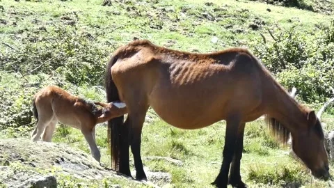 The newborn horse does not let go of the mother's breast. Peneda Gerês NP Stock Footage 252944291