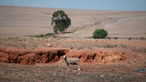 Newborn Karoo Lamb Takes Its First Steps in South Africa (4K) Stock Footage 337902109