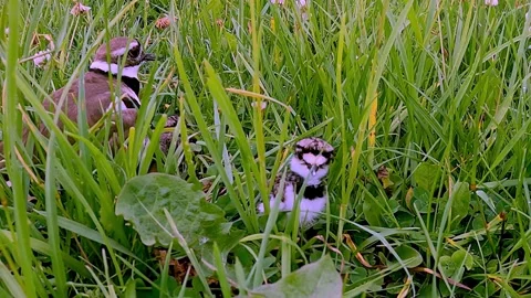 Newborn killdeer babies take their first adorably clumsy steps from the nest Stock Footage 272565612