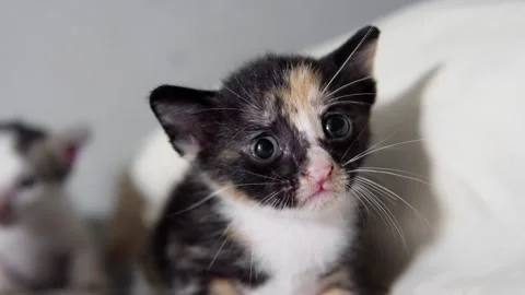 Newborn kitten exploring surroundings on soft blanket Stock Footage 328608038