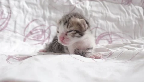 Newborn Kitten Stock Footage 141509845