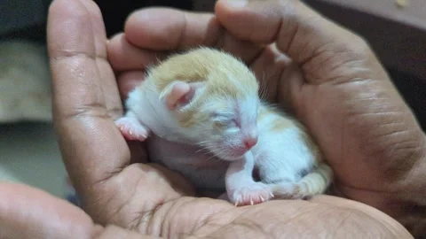 Newborn kitten Stock Footage 339666421