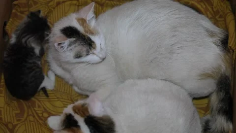 Newborn kitten gets to know her family 스톡 동영상 147505111