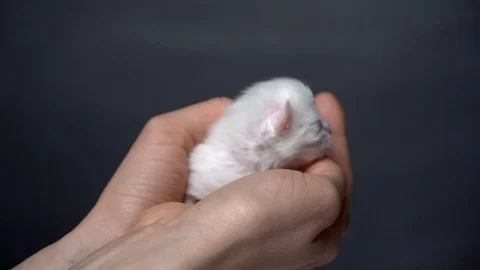 Newborn kitten in the hands Stock Footage 91225508