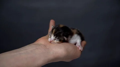 Newborn kitten in the hands Stock Footage 91225525