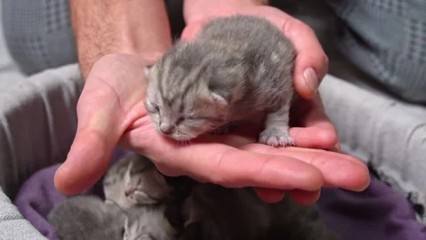 Newborn Kitten in Hands, Tiny Paws and Whiskers Stock Footage 291698279