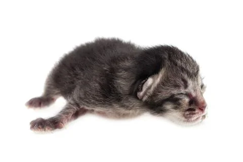 Newborn kitten Stock Photos