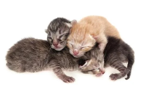 Newborn kitten Stock Photos