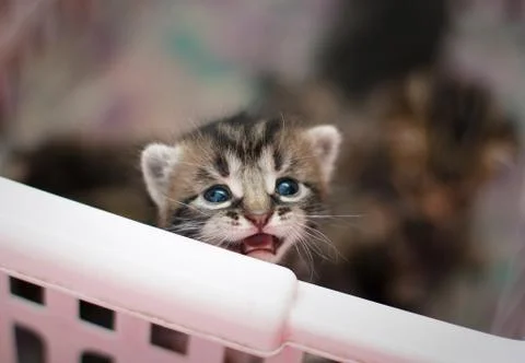 Newborn kitten Stock Photos