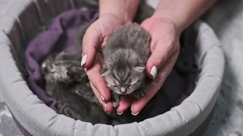 Newborn Kitten: A Tiny Wonder Stock Footage 293550307