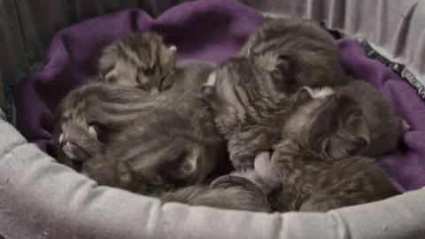 Newborn Kittens Cuddled Together Stock Footage 295044250