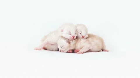  Newborn kittens. Kittens on the first day after birth. White little kittens. Stock Footage 171136137