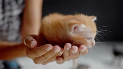 Newborn kittens lie on human hands Stock Footage 155490440