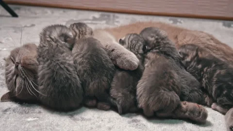 Newborn Kittens with Mom Stock Footage 291694875