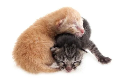Newborn kittens Stock Photos