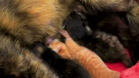 Newborn Kittens Resting Beside Protective Mother Cat Inside Cardboard Box T.. Stock-Footage 345699491