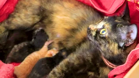 Newborn Kittens Resting Beside Protective Mother Cat Inside Cardboard Box T.. Stock-Footage 345699494