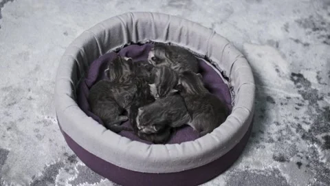 Newborn Kittens Sleeping Peacefully Stock Footage 292234158