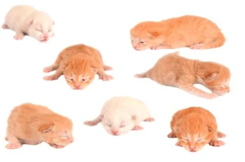 Newborn kittens on white Stock Photos