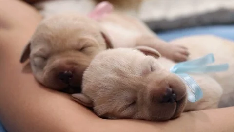 baby puppies sleeping