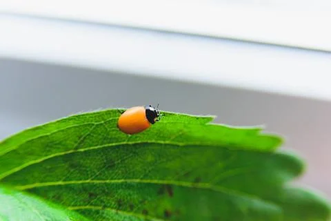 Newborn ladybug without spots Stock Photos