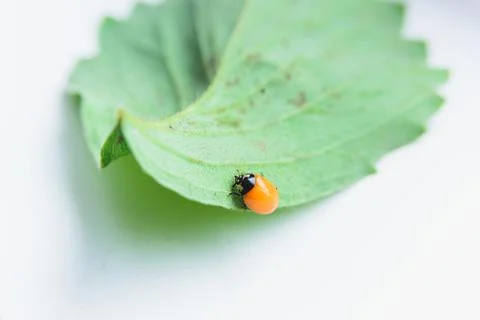 Newborn ladybug without spots Stock Photos