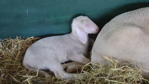 Newborn Lamb Behind Mother Stock Footage 340517864