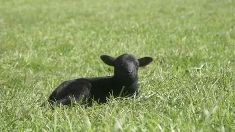 A newborn lamb with black fur is lying in a pasture and chewing something. Stock Footage 276891966