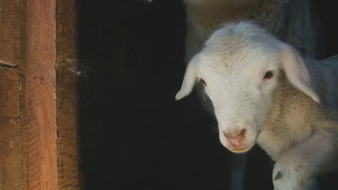 Newborn lamb do its first step Stock Footage 74087185