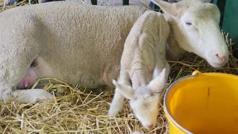 Newborn Lamb With Ewe 動画素材 344867259