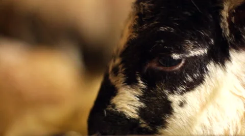 Newborn Lamb Extreme Close Up Vídeo Stock 43604989