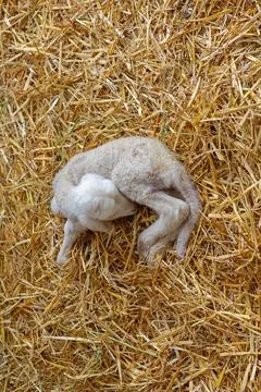 Newborn Lamb Lay Down Stock Photos