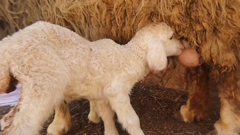 Newborn Lamb Learning to Nurse from Mother Sheep in Free-Range Rural Environment Stock Footage 312787953