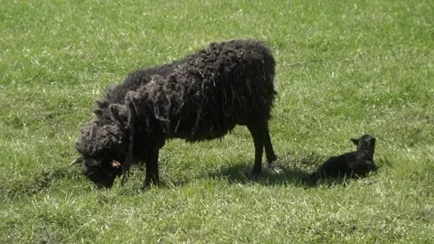 A newborn lamb is lying in the grass in a meadow next to its mother sheep. Stock Footage 281352500