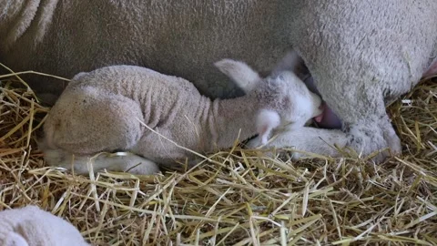 Newborn Lamb Milk Nursing Stock Footage 340517847