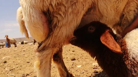 Newborn Lamb Nursing From Ewe (sheep), Mammal Maternal Bond and Milk Let-Down Stock Footage 323696530