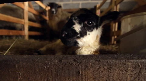 Newborn Lamb in a Pen 動画素材 43602446
