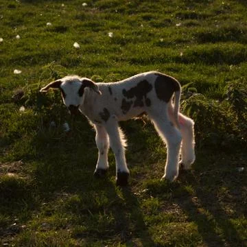 Newborn lamb Stock Photos
