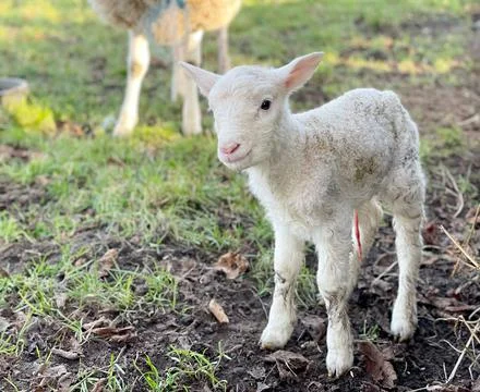 Newborn lamb Stock Photos
