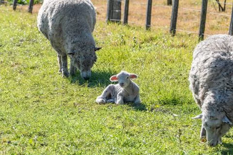 Newborn Lamb Resting, Flanked by Two Guarding Sheep Stock Photos