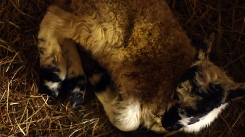 Newborn Lamb Sleeping in a Barn 動画素材 43604686