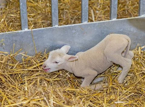 Newborn Lamb in Straw Stock Photos