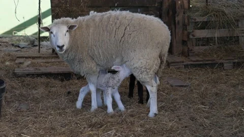 Newborn lamb suckling Vídeo Stock 150279903