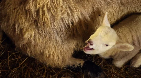 Newborn Lamb Yawning. 動画素材 43604834