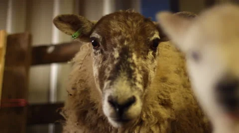 Newborn Lambs and Sheep in a Barn Vídeo Stock 43602736