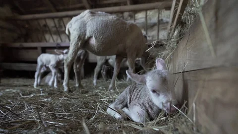 Newborn lambs in the barn Stock Footage 79726750