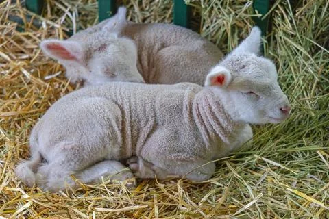 Newborn Lambs Close up Stock Photos